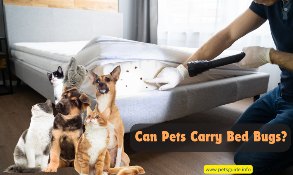 Can Pets Carry Bed Bugs?